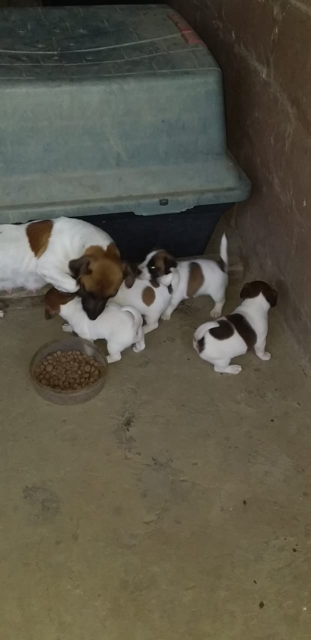 Jack Russell Puppies in Kwazulu Natal (04/04/2023)