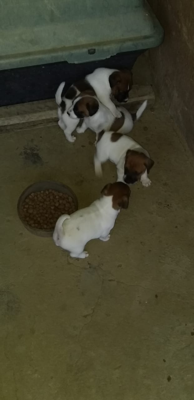 Jack Russell Puppies in Kwazulu Natal (04/04/2023)