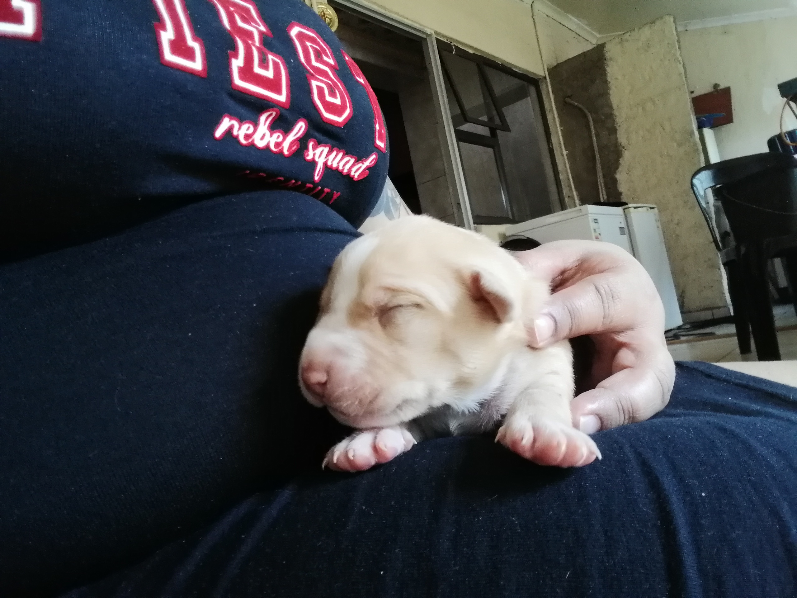 Pitbull Puppies in East Rand (18/04/2023)