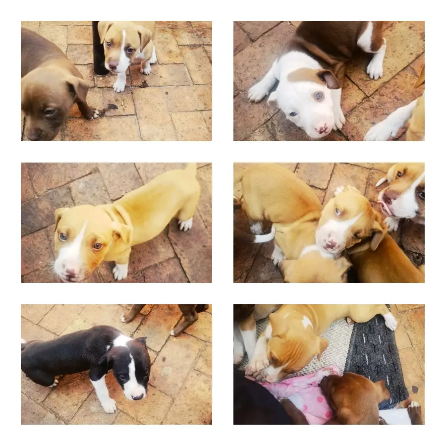 Pitbull Puppies in Johannesburg (28/04/2023)