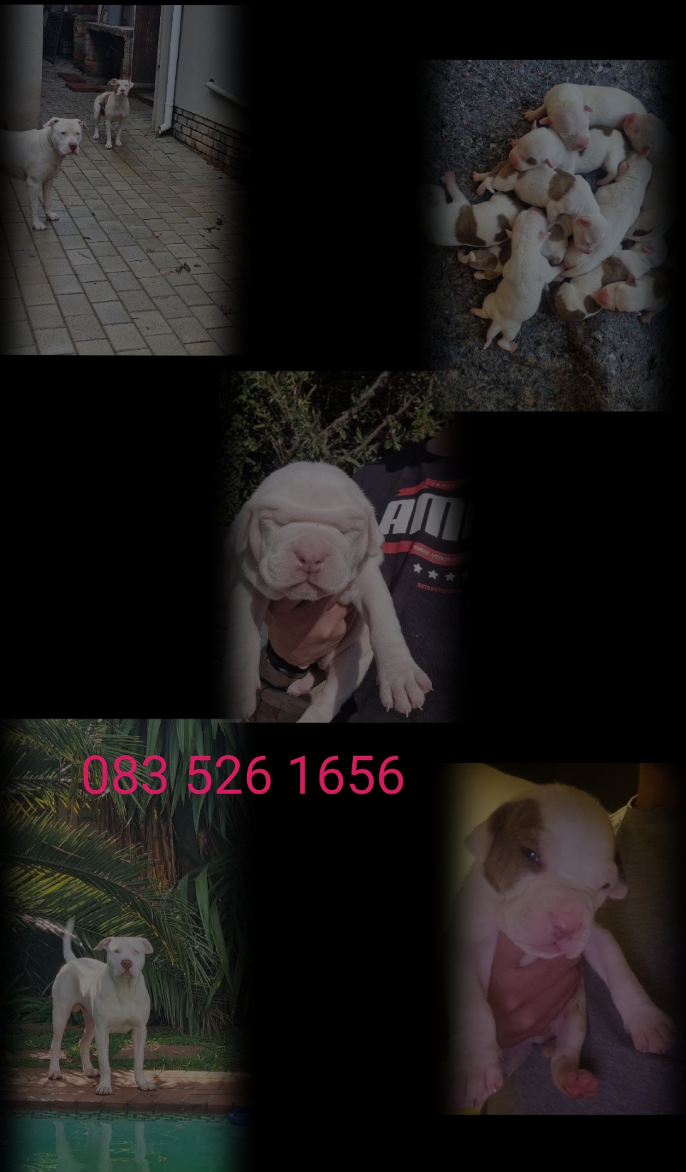 Pitbull Puppies in Johannesburg (04/04/2023)