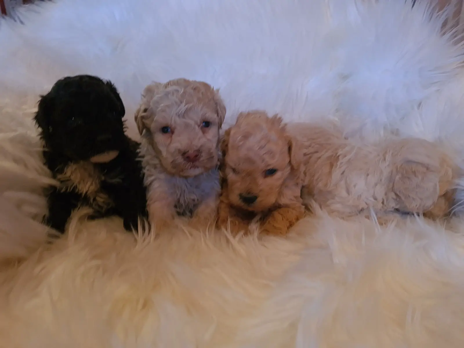 Poodle Puppies in Johannesburg (23/04/2023)
