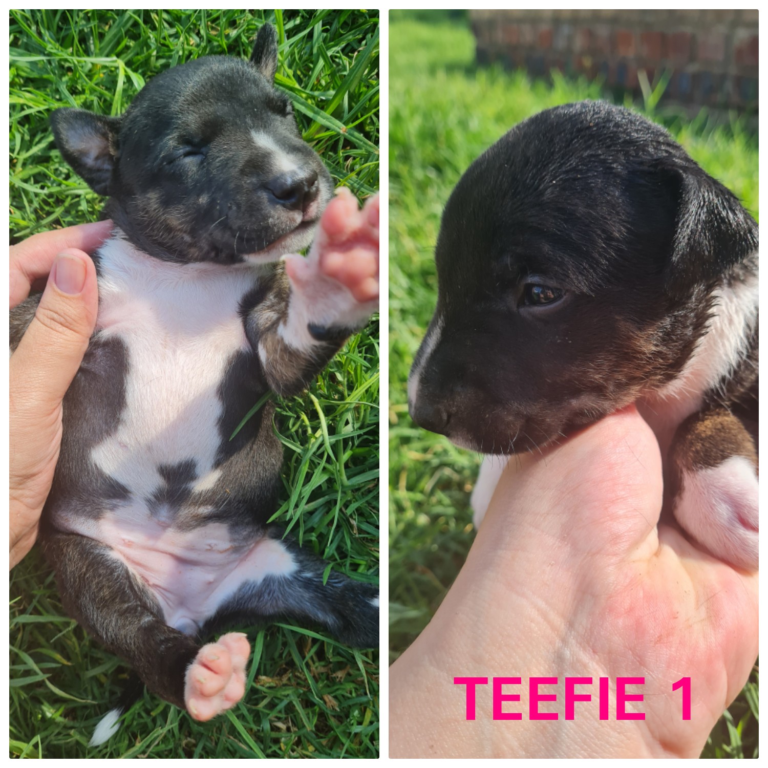 Staffie Puppies in Pretoria (06/05/2023)