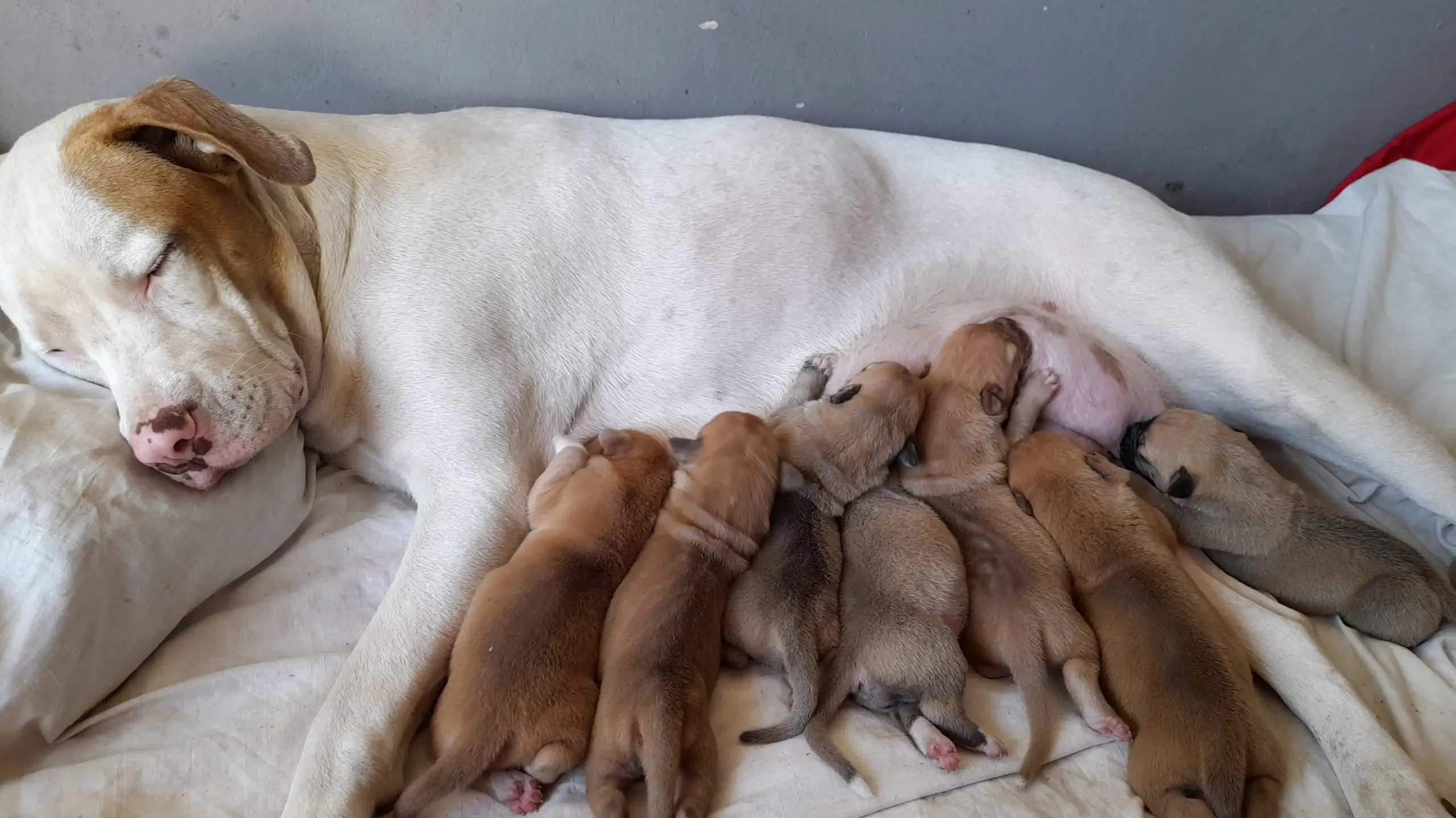 Pitbull Puppies in Kwazulu Natal (30/05/2023)