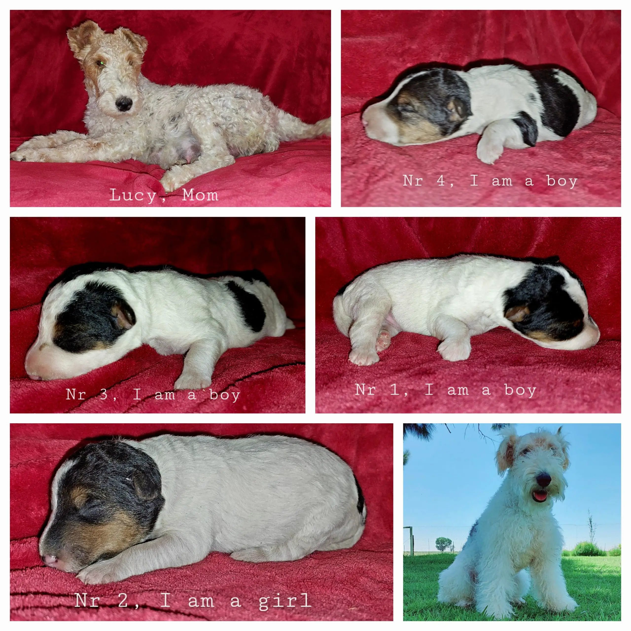Terrier Puppies in Kimberley (07/05/2023)