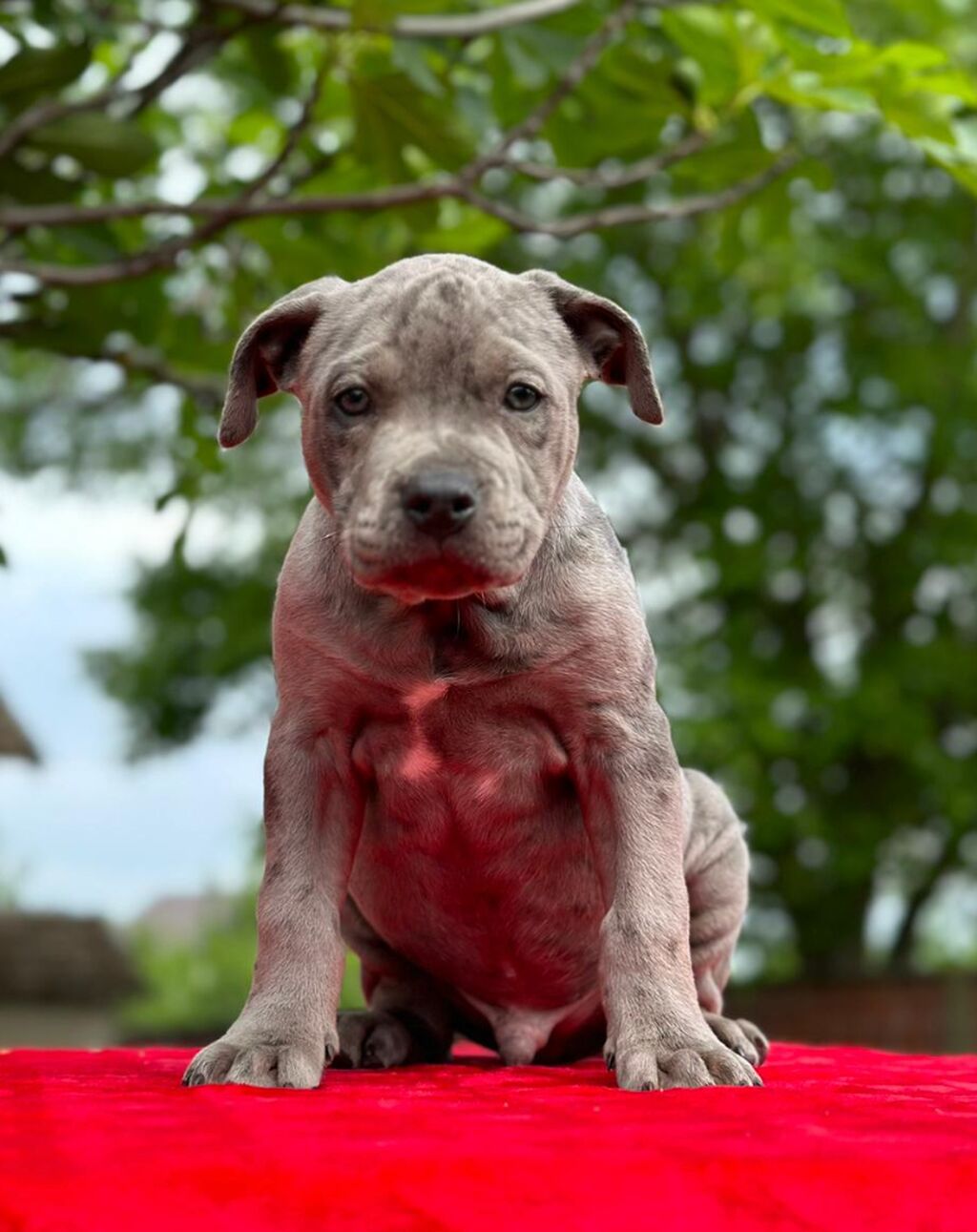 Pitbull Puppies in Johannesburg (29/05/2023)