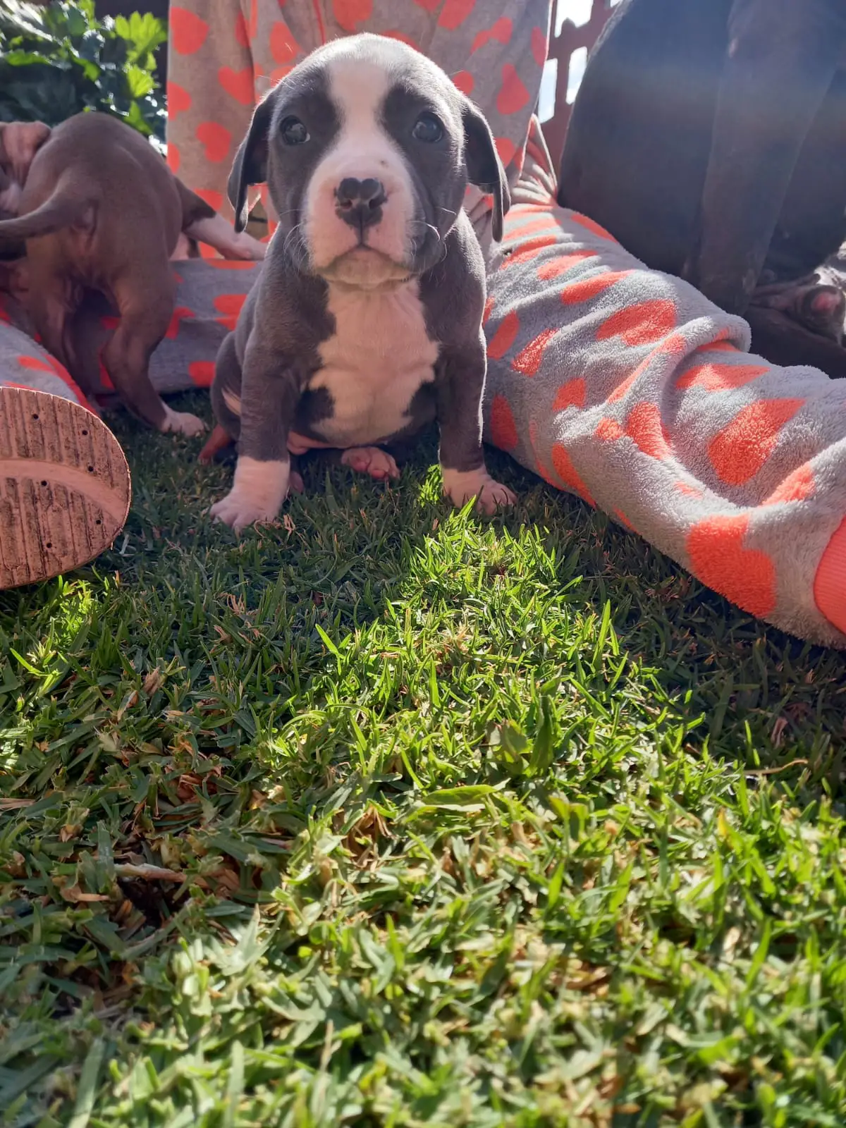 Pitbull Puppies in Johannesburg (10/05/2023)