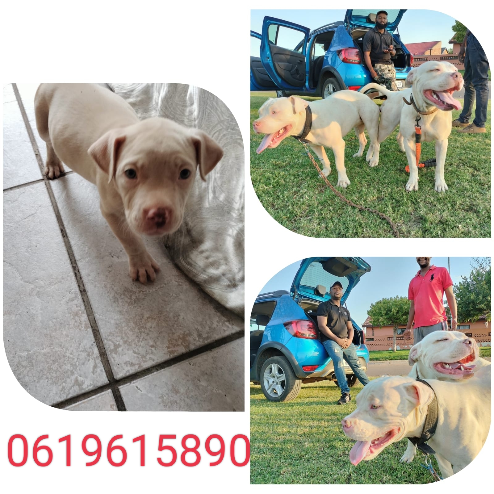 Pitbull Puppies in Vereeniging (17/05/2023)