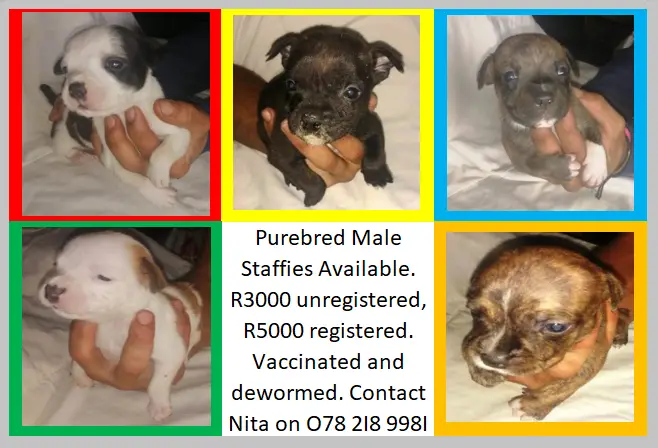 Staffie Puppies in Pretoria (02/05/2023)