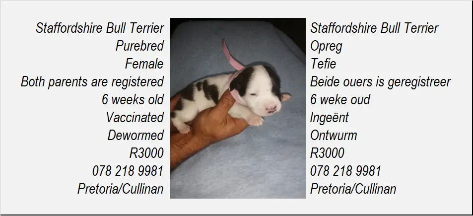 Staffie Puppies in Pretoria (27/05/2023)