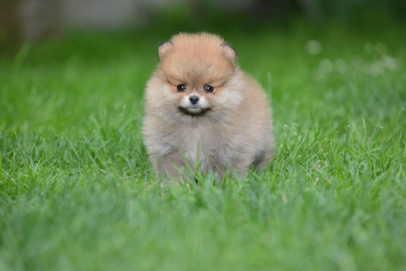 Toy Pom Puppies in Johannesburg (31/05/2023)