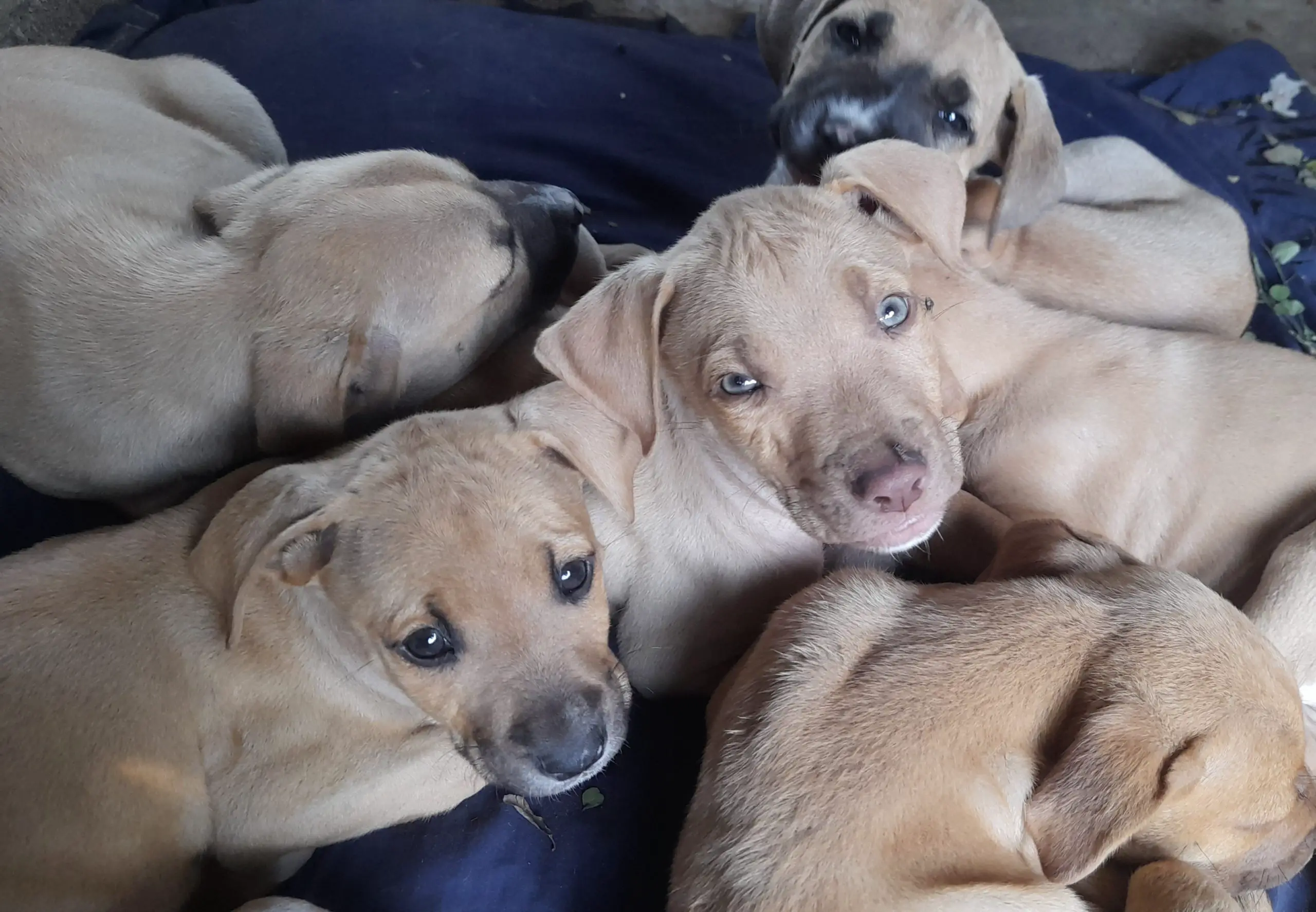 Pitbull Puppies in Kwazulu Natal (07/06/2023)
