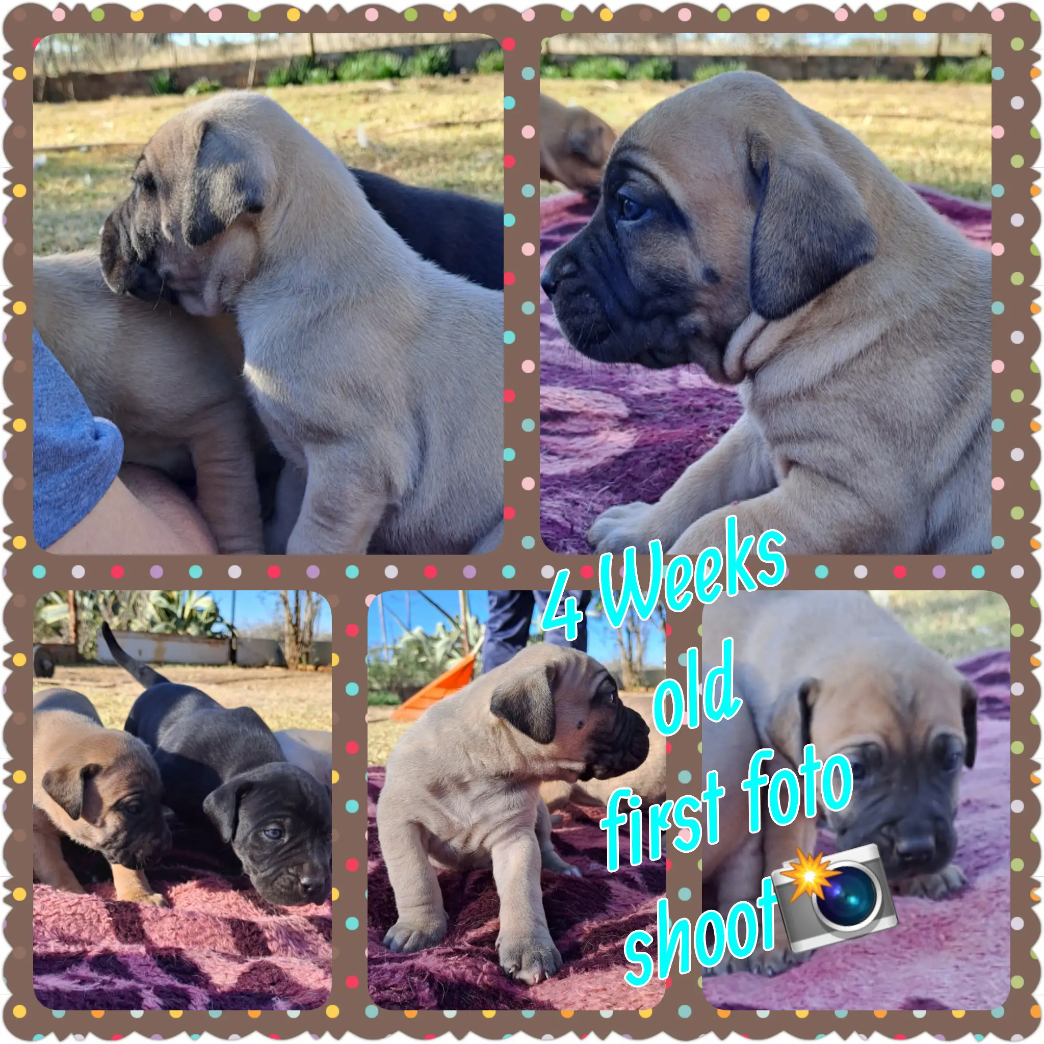 Boerboel Puppies in Other (18/06/2023)