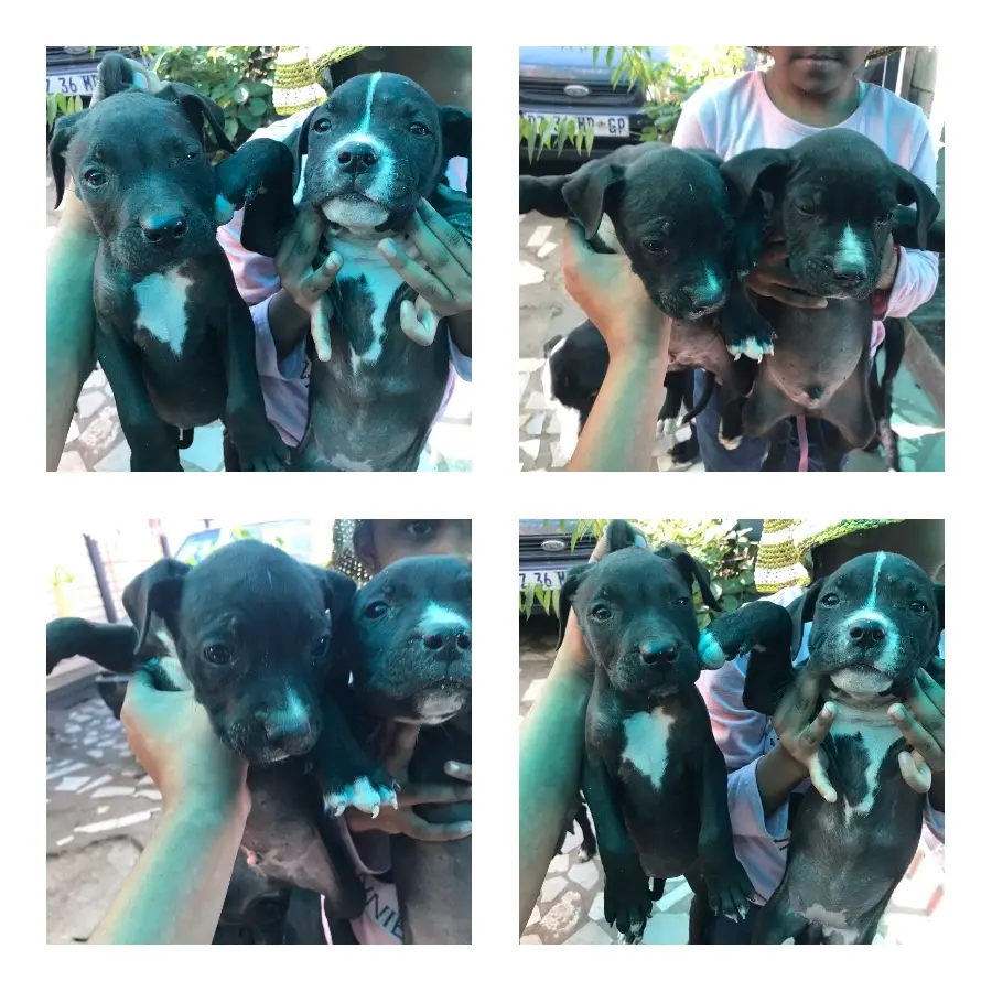 Pitbull Puppies in Johannesburg (06/06/2023)