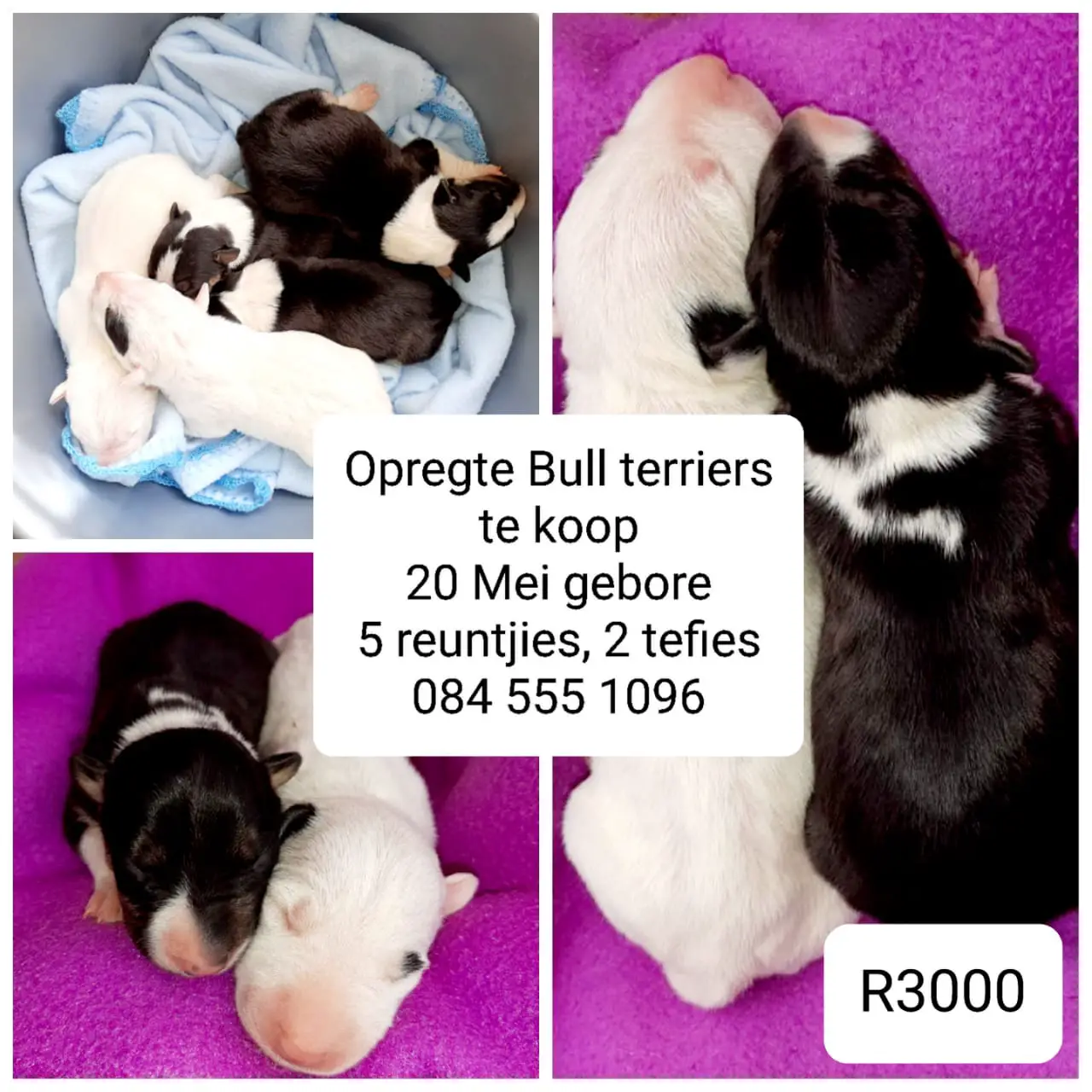 Bull Terrier Puppies in Kimberley (01/06/2023)