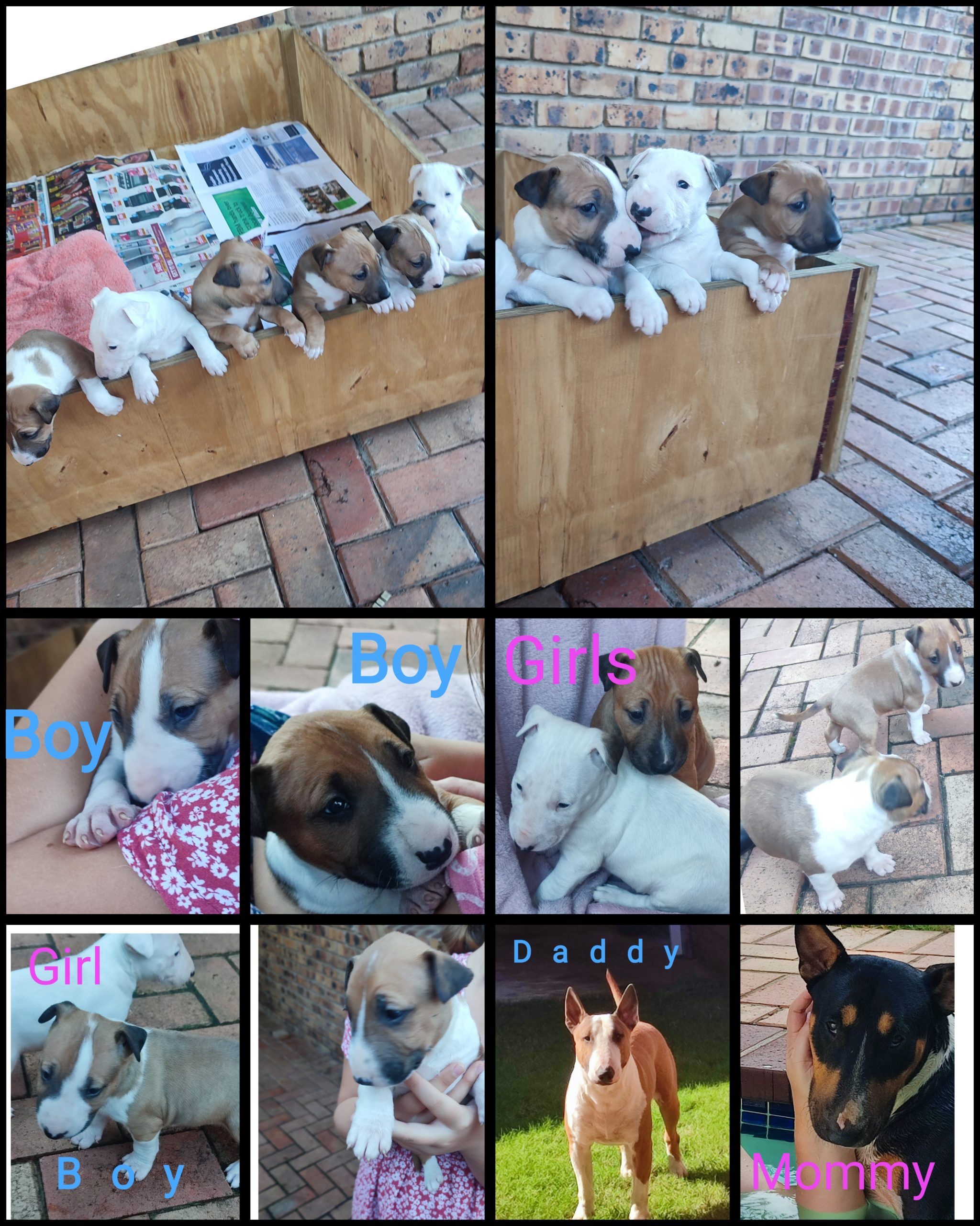 Bull Terrier Puppies in Kwazulu Natal (13/06/2023)