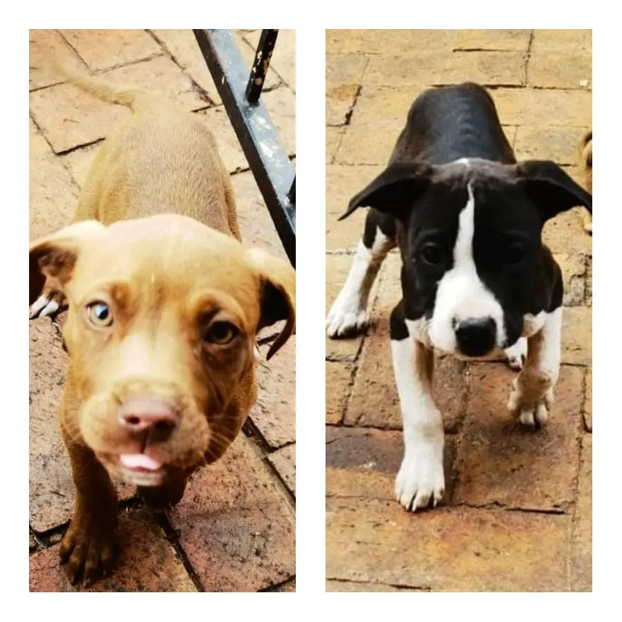 Pitbull Puppies in Johannesburg (06/06/2023)