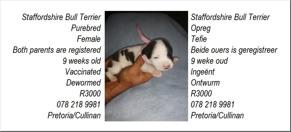 Staffie Puppies in Pretoria (08/06/2023)