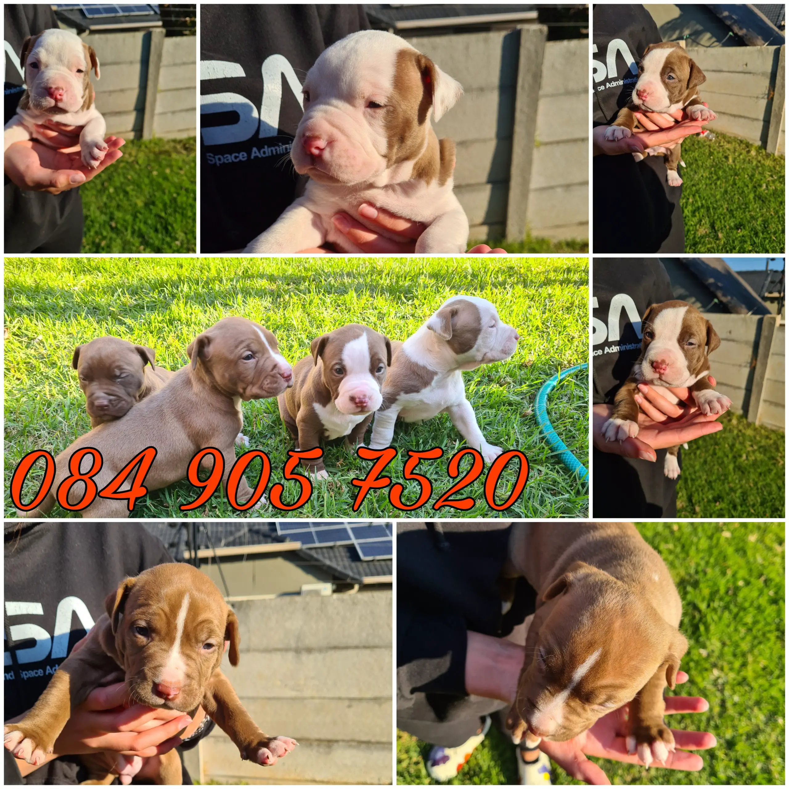 Pitbull Puppies in Johannesburg (20/06/2023)