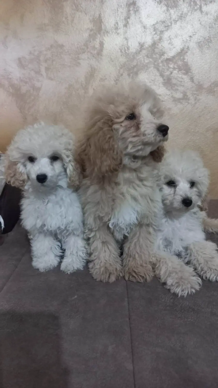 Poodle Puppies in Johannesburg (18/06/2023)