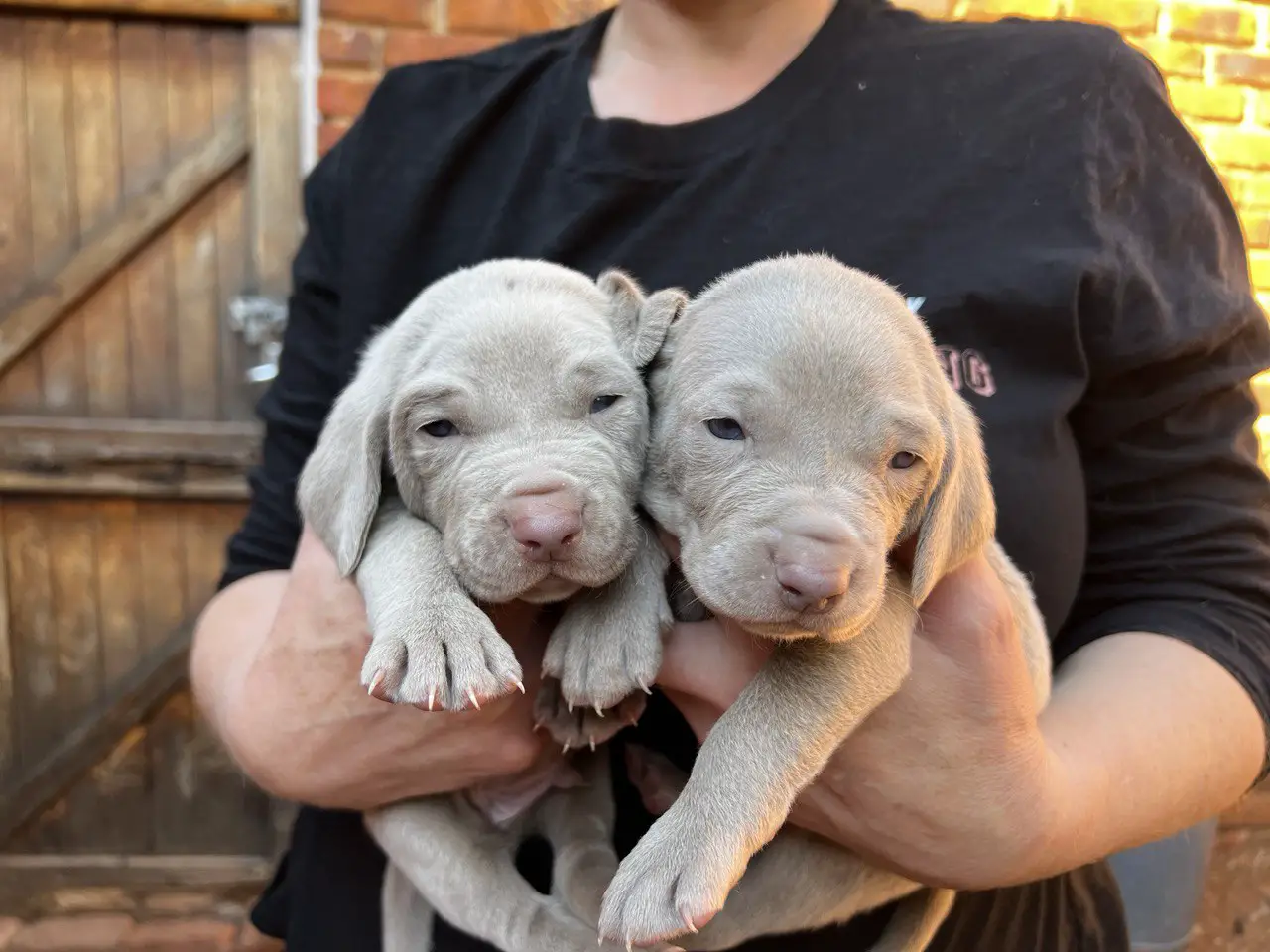 Weimaraner Puppies in Johannesburg (08/07/2023)
