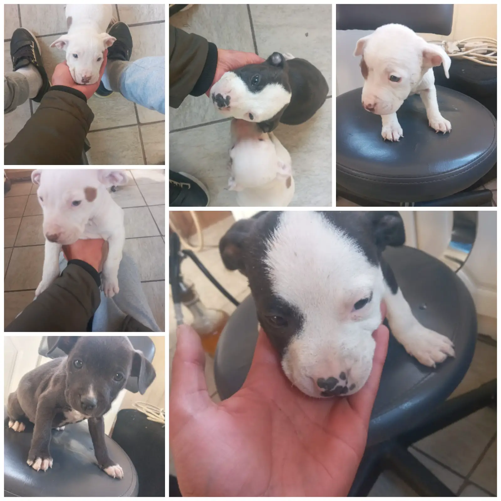 Pitbull Puppies in Johannesburg (11/07/2023)