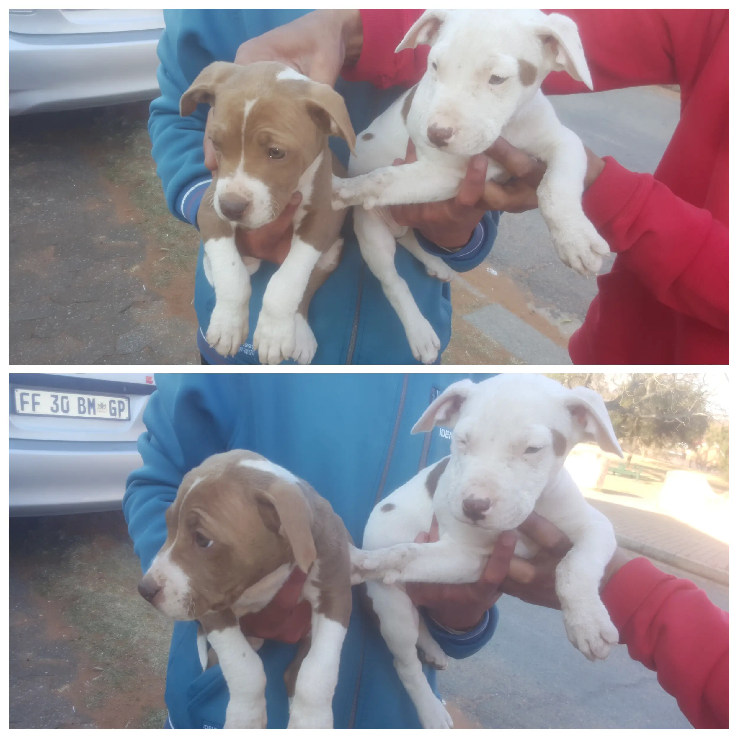 Pitbull Puppies in Johannesburg (26/07/2023)