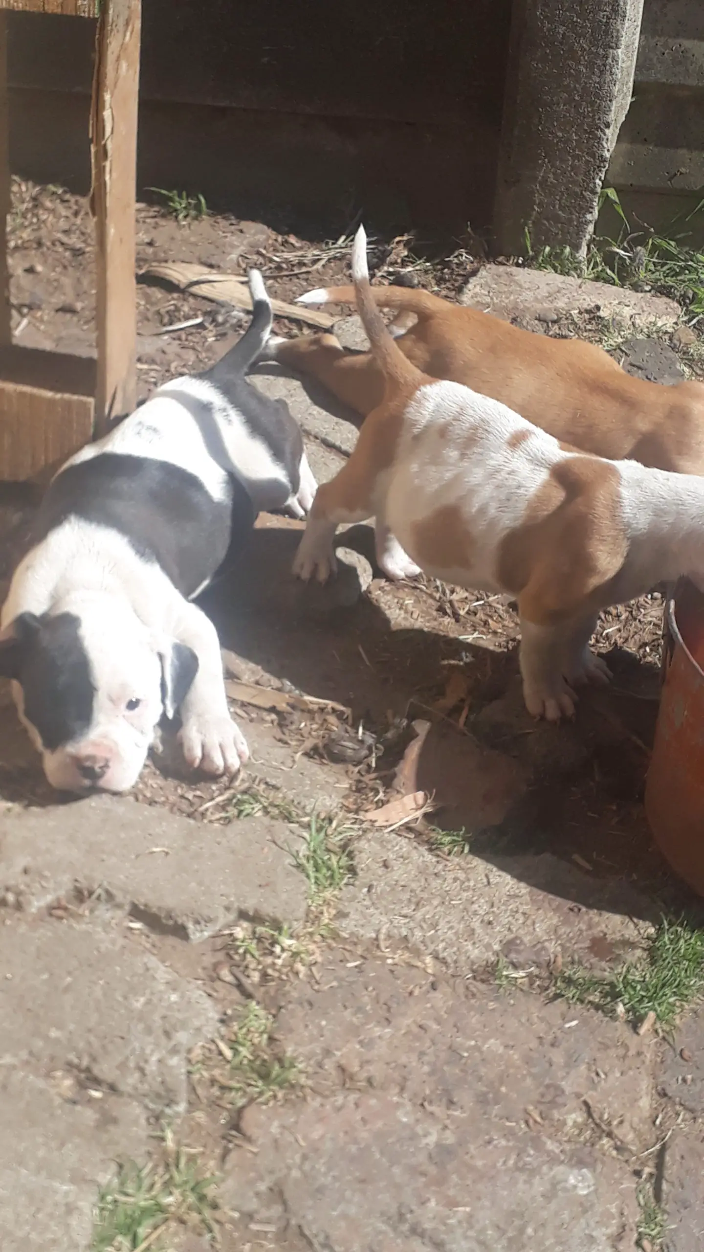 Pitbull Puppies in East Rand (07/07/2023)
