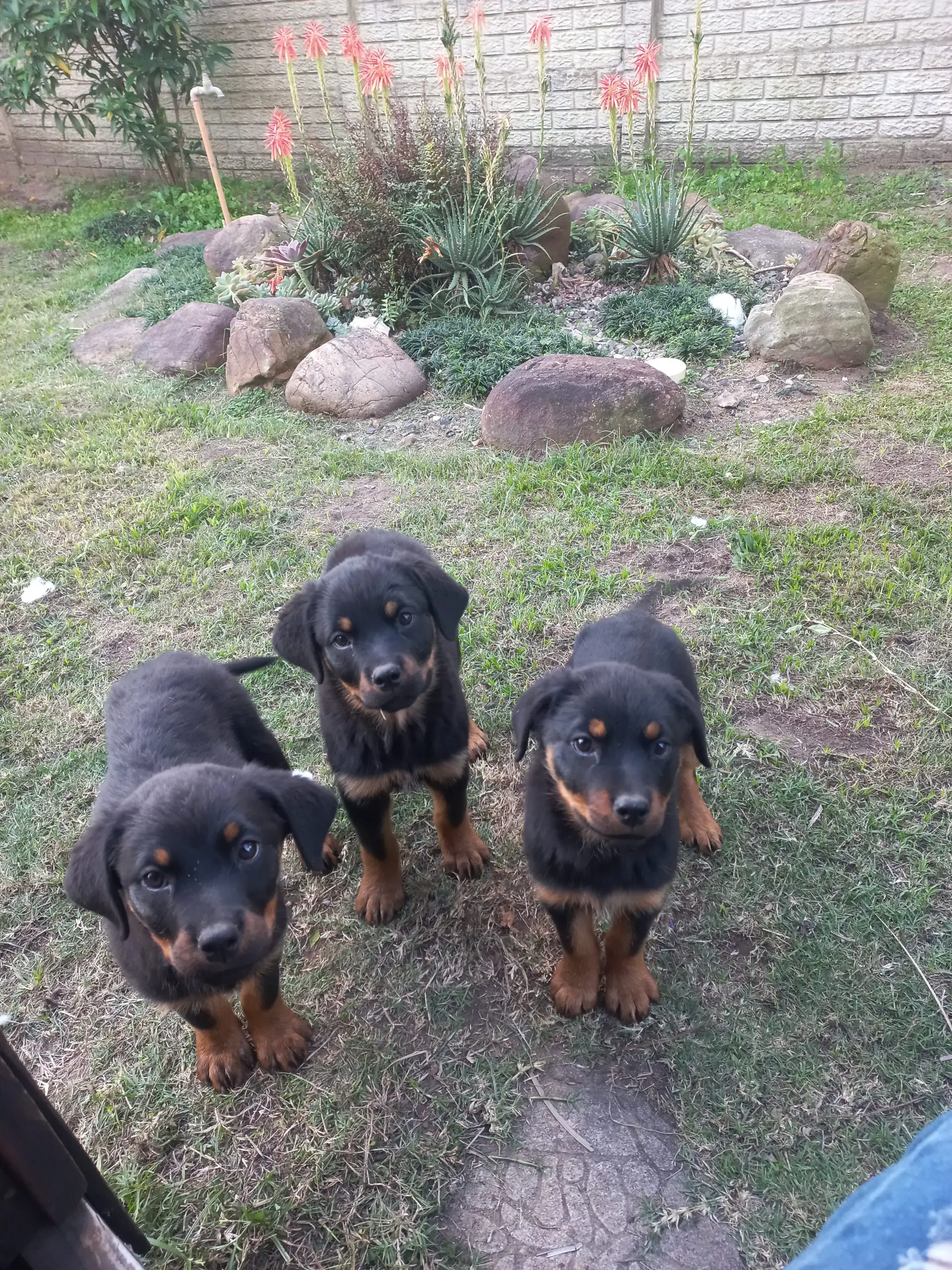 Rottweiler Puppies in Kwazulu Natal (13/07/2023)