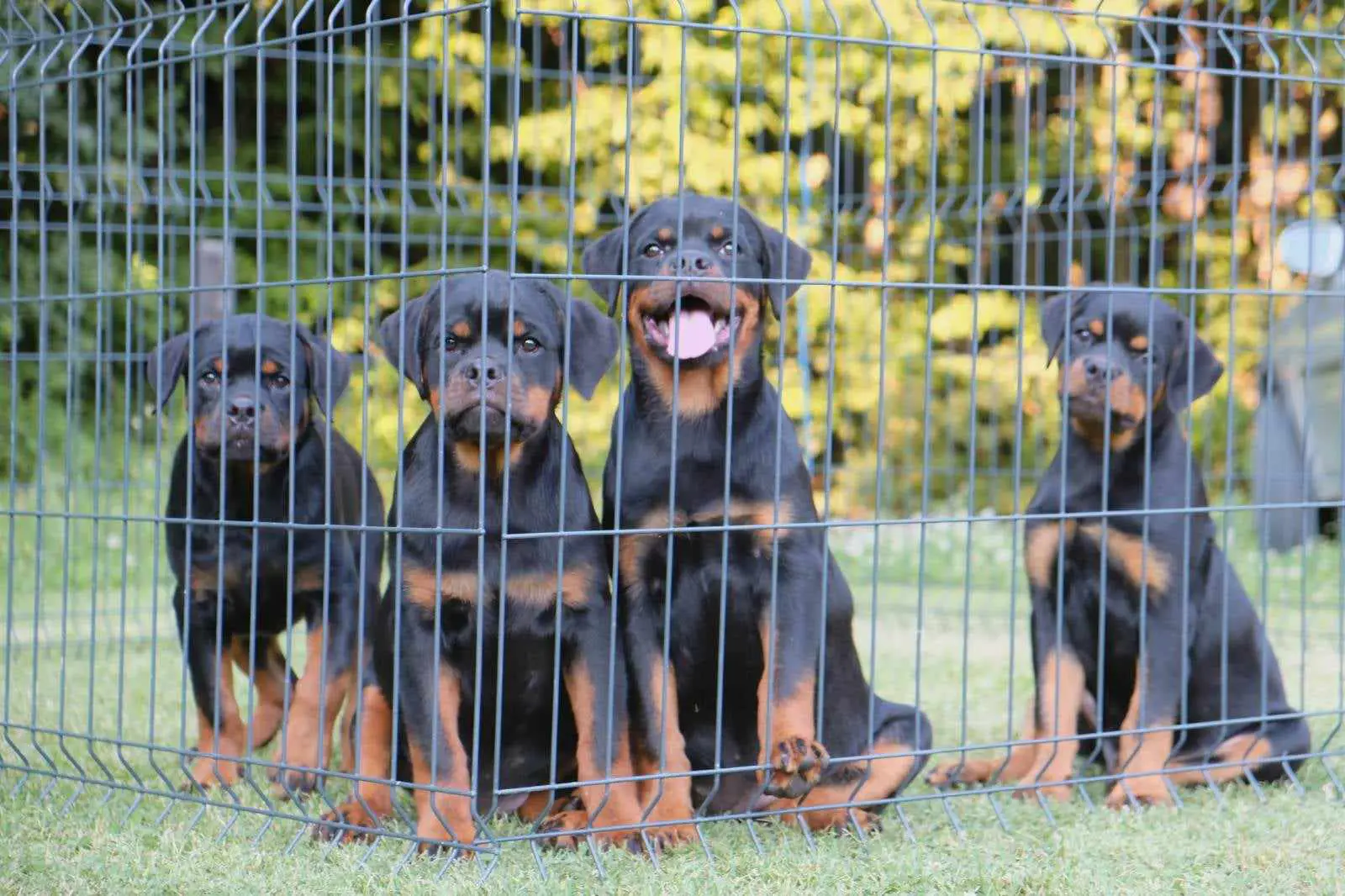 Rottweiler Puppies in Johannesburg (13/07/2023)