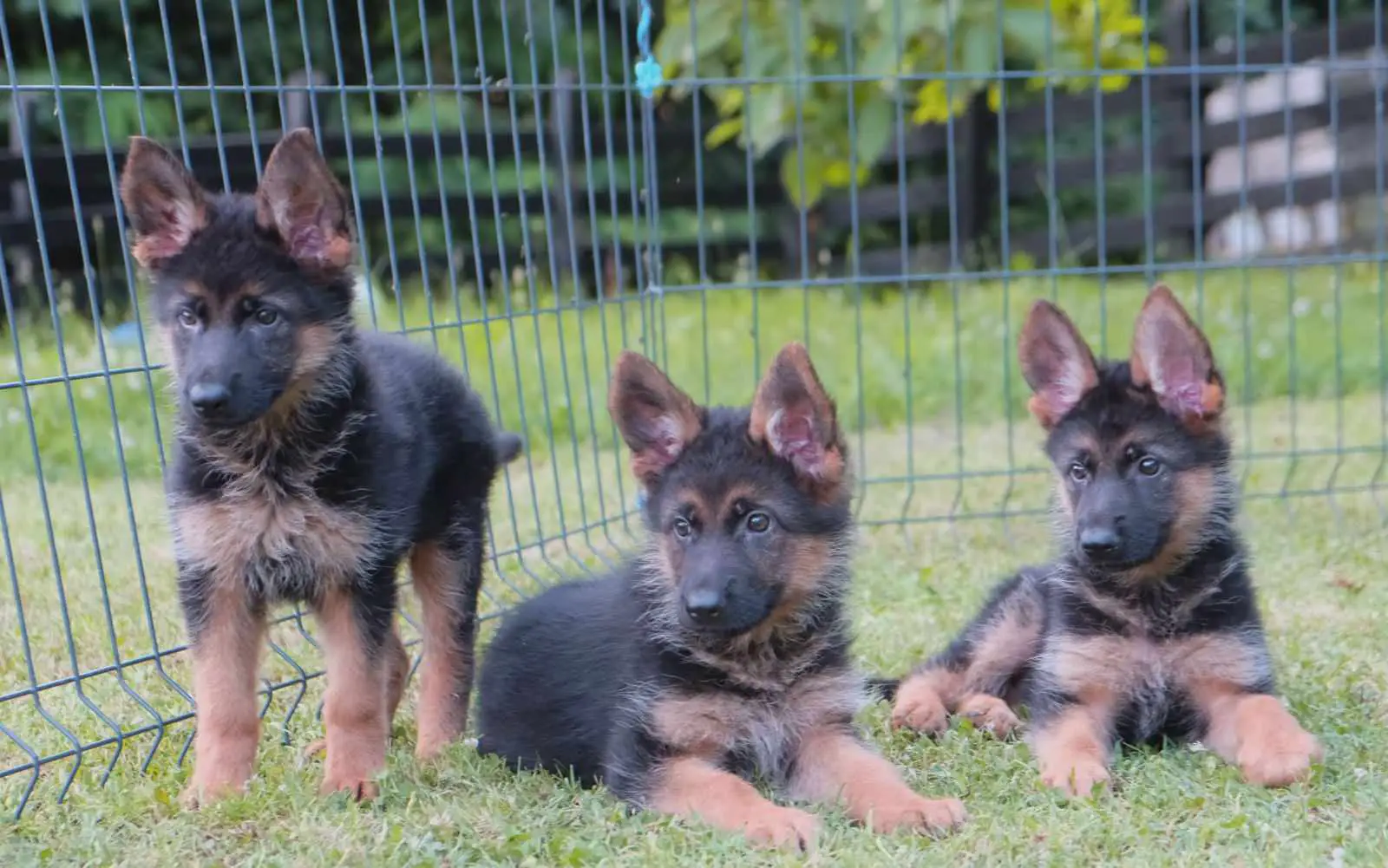 German Sheperd Puppies in Johannesburg (13/07/2023)