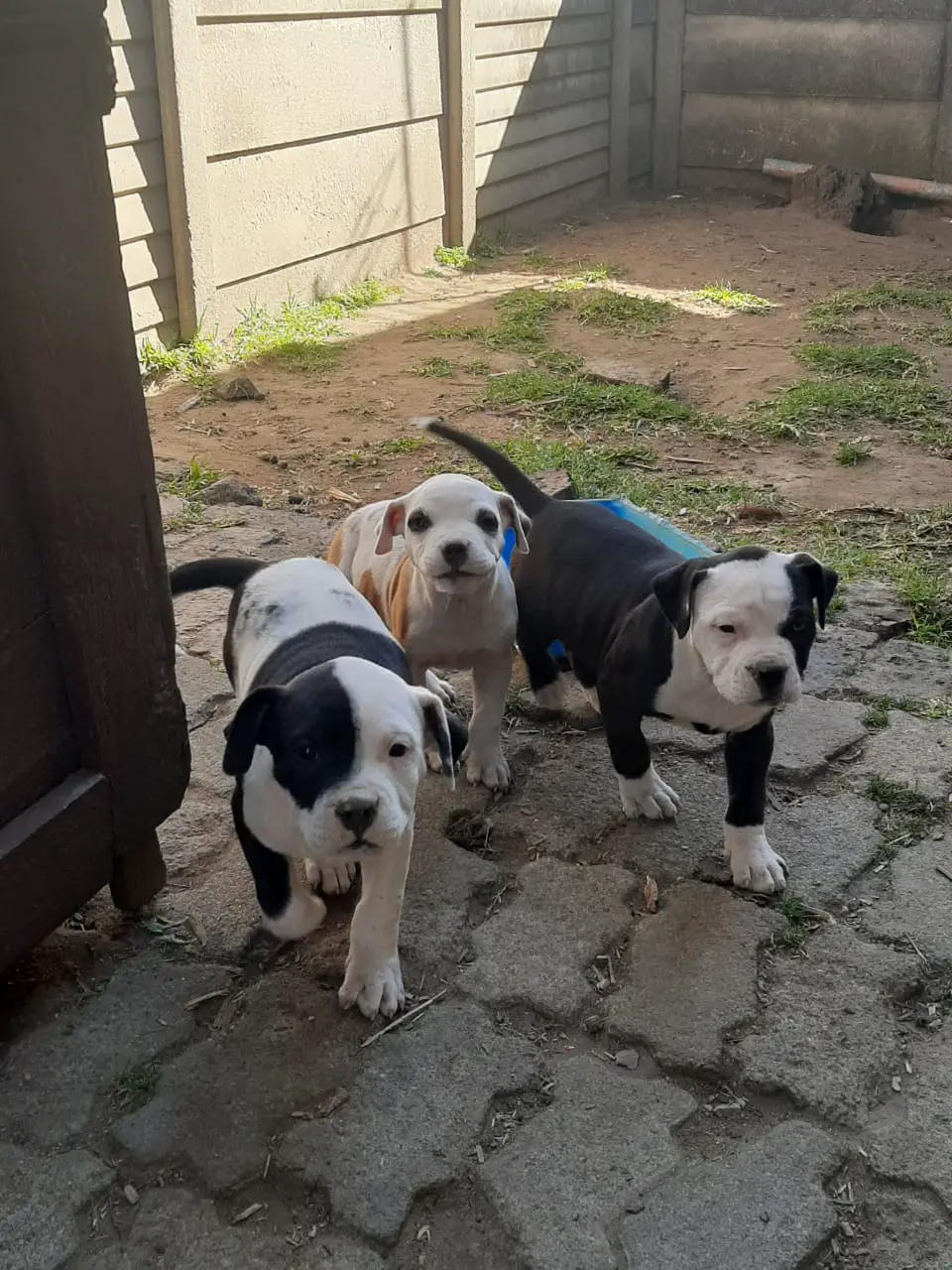 Pitbull Puppies in East Rand (13/07/2023)