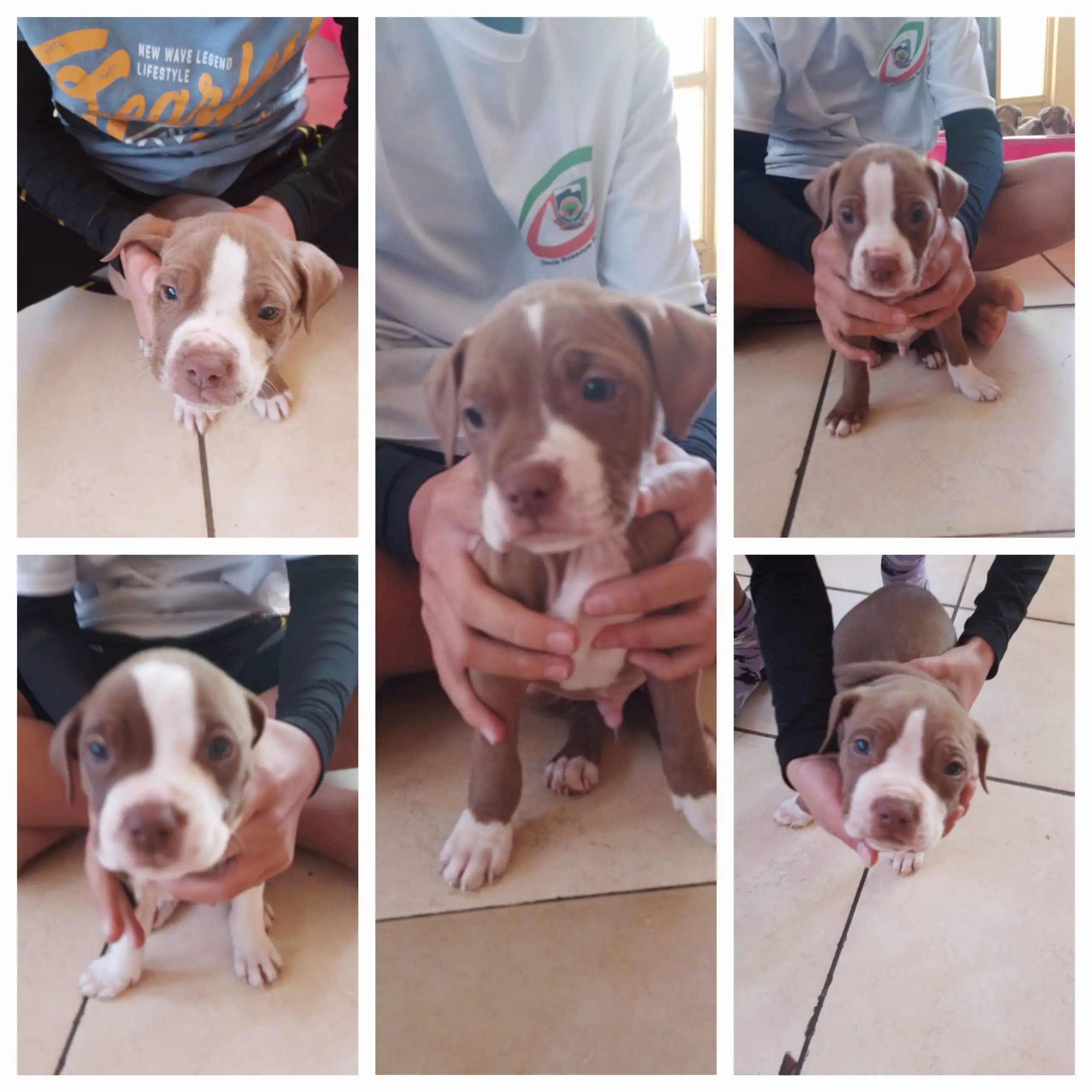 Pitbull Puppies in Pretoria (15/07/2023)