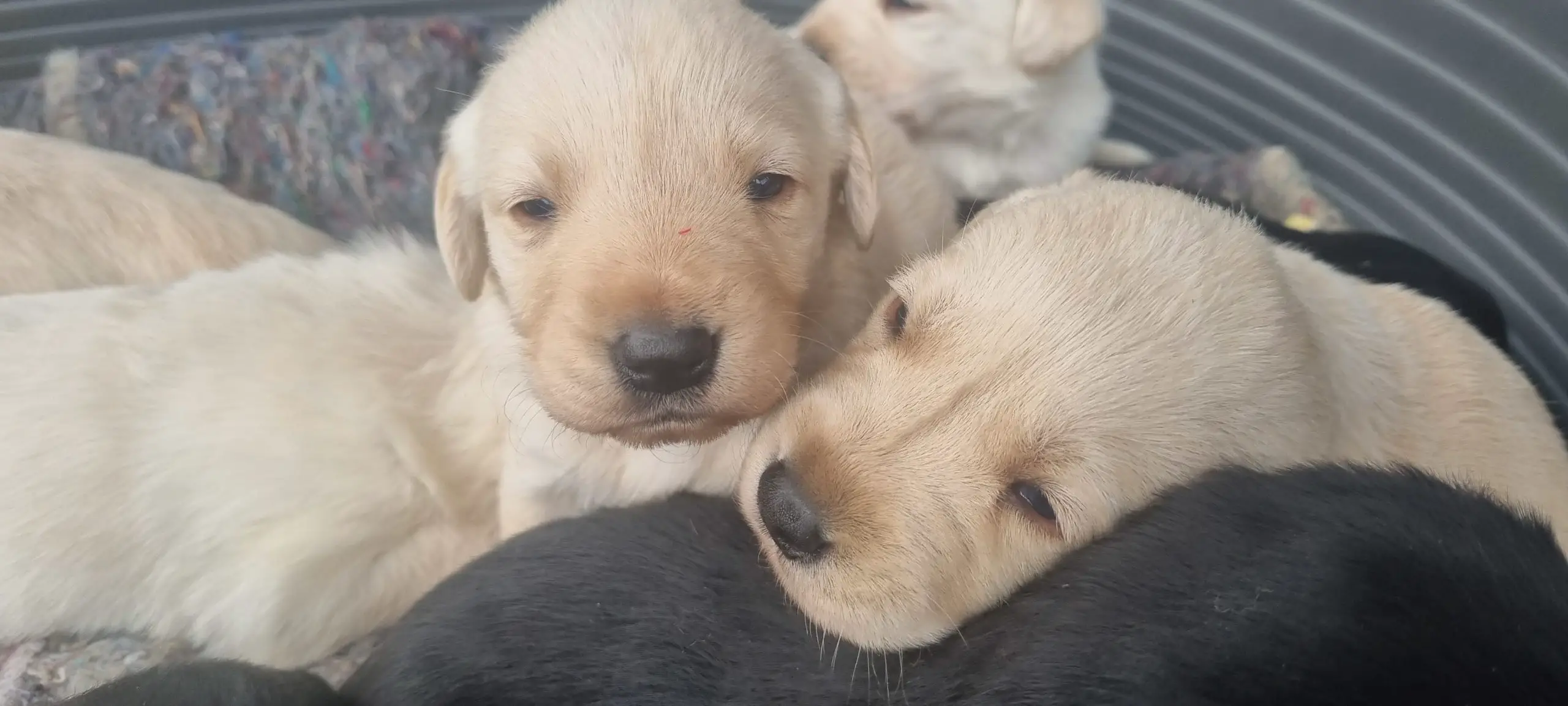 Labrador Puppies in Other (29/07/2023)