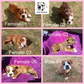 Bulldog Puppies in Bloemfontein (05/07/2023)