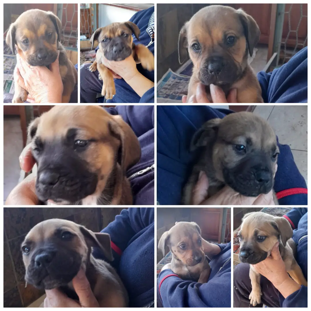 Boerboel Puppies in Kwazulu Natal (14/07/2023)