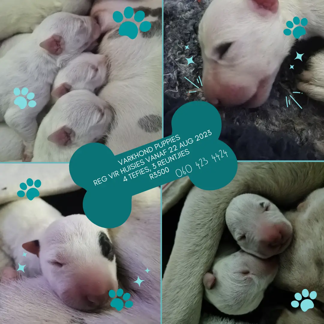 Bull Terrier Puppies in East Rand (18/07/2023)
