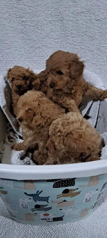 Poodle Puppies in Johannesburg (03/07/2023)