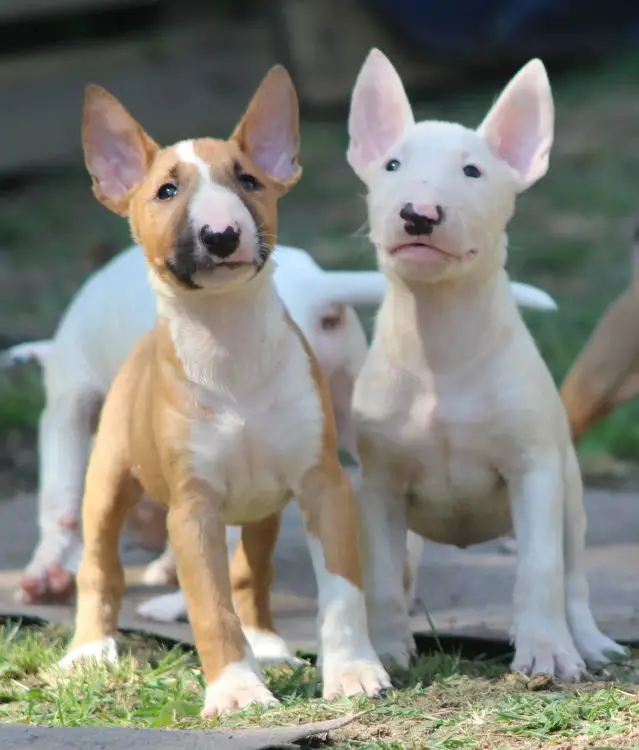 Bull Terrier Puppies in Johannesburg (25/07/2023)