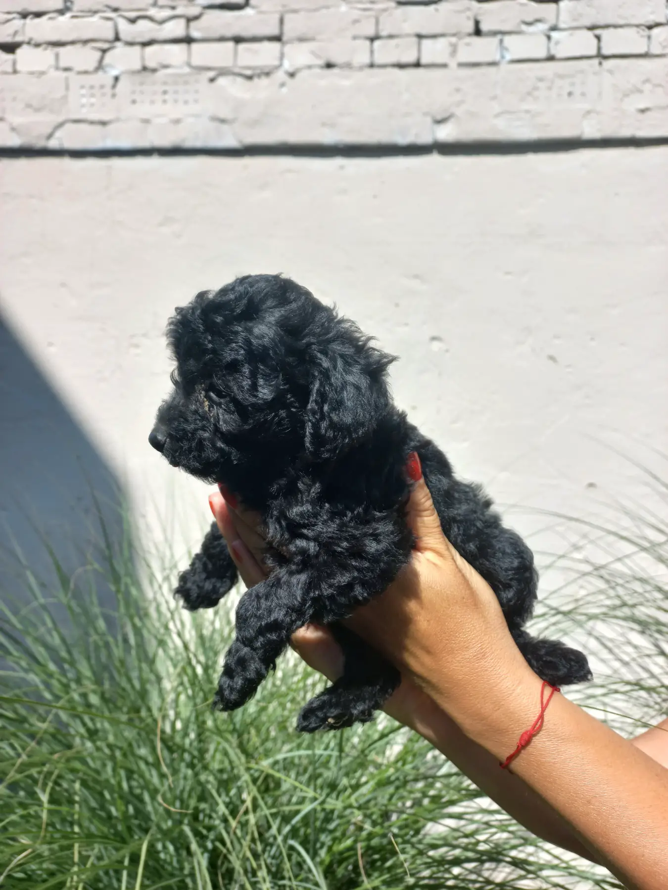 Poodle Puppies in Johannesburg (26/07/2023)
