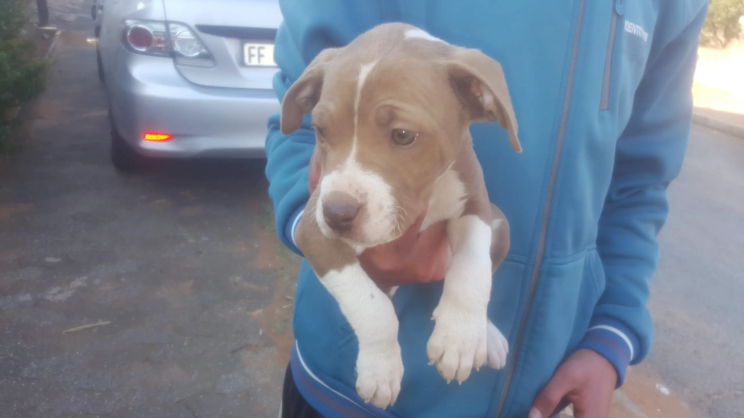 Pitbull Puppies in Johannesburg (01/08/2023)