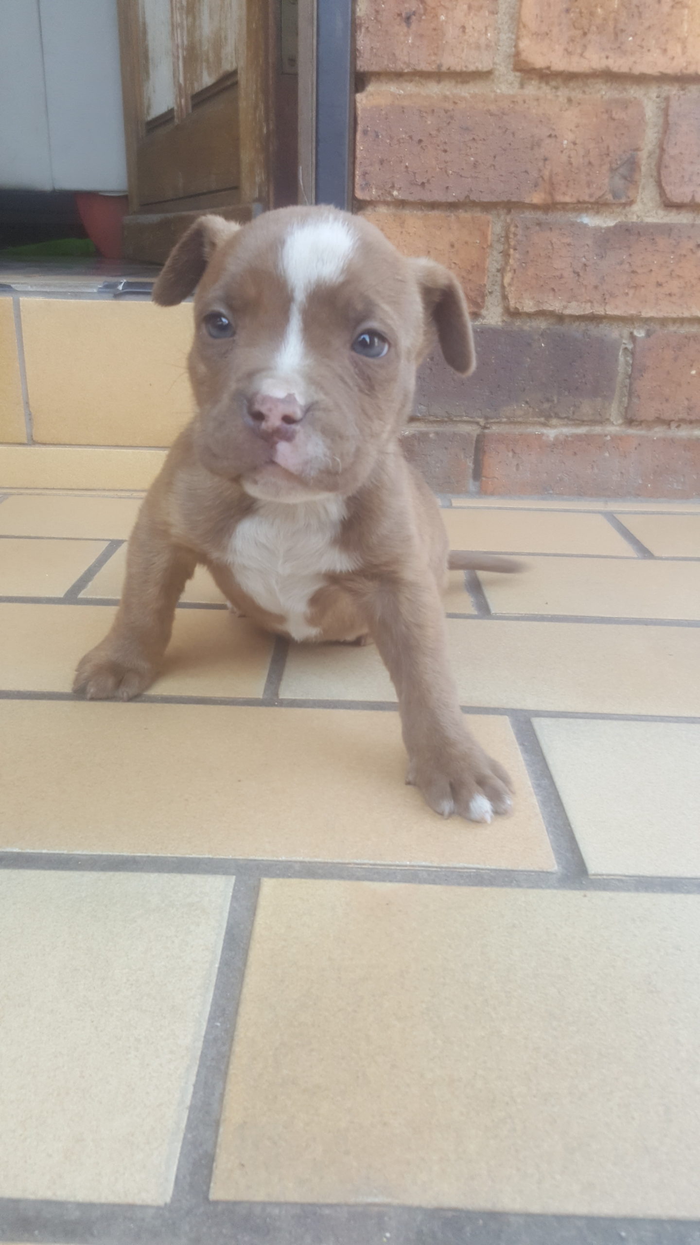 Pitbull Puppies in Johannesburg (23/08/2023)