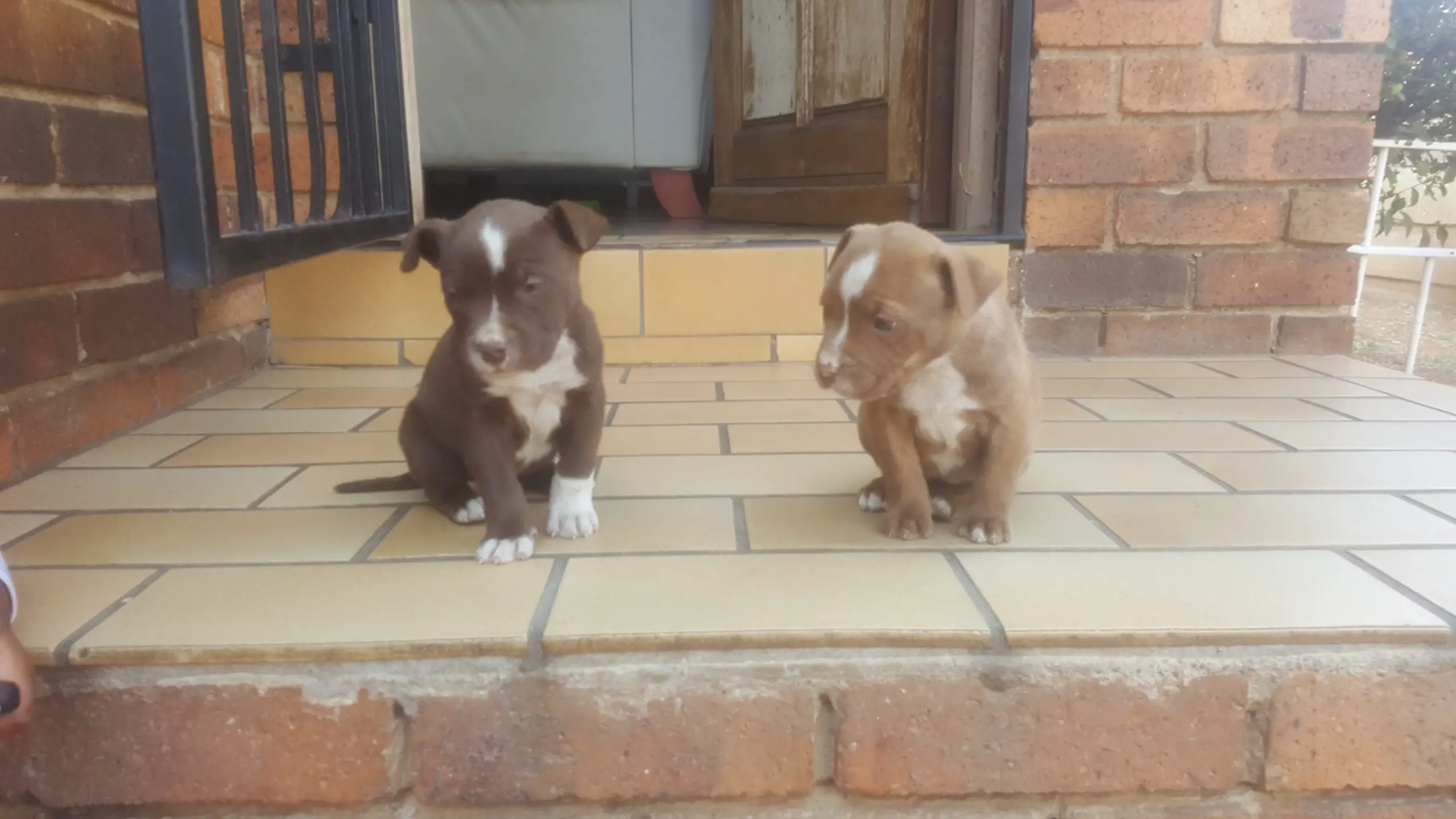 Pitbull Puppies in Johannesburg (21/08/2023)