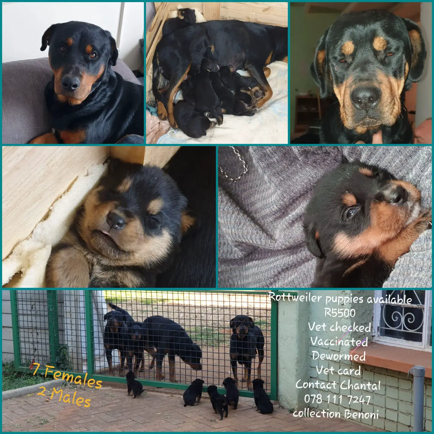 Rottweiler Puppies in East Rand (12/08/2023)