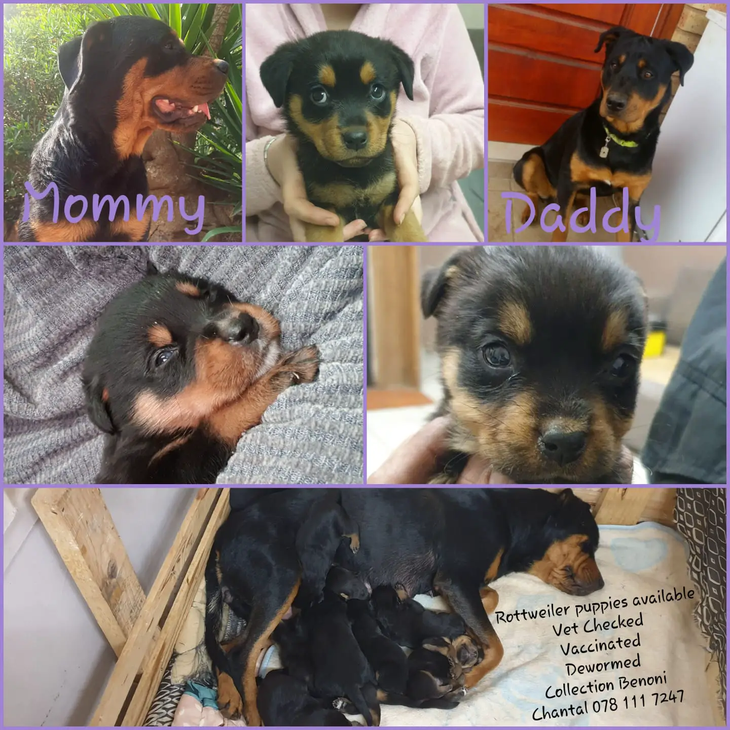 Rottweiler Puppies in East Rand (22/08/2023)