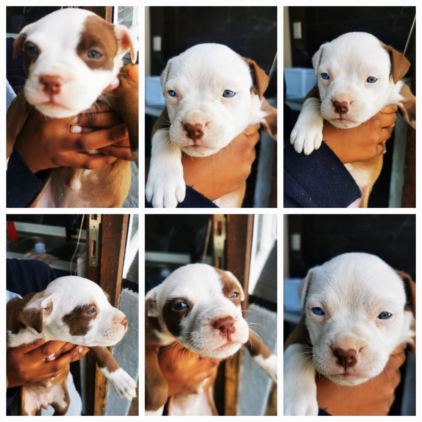 Pitbull Puppies in Johannesburg (25/08/2023)
