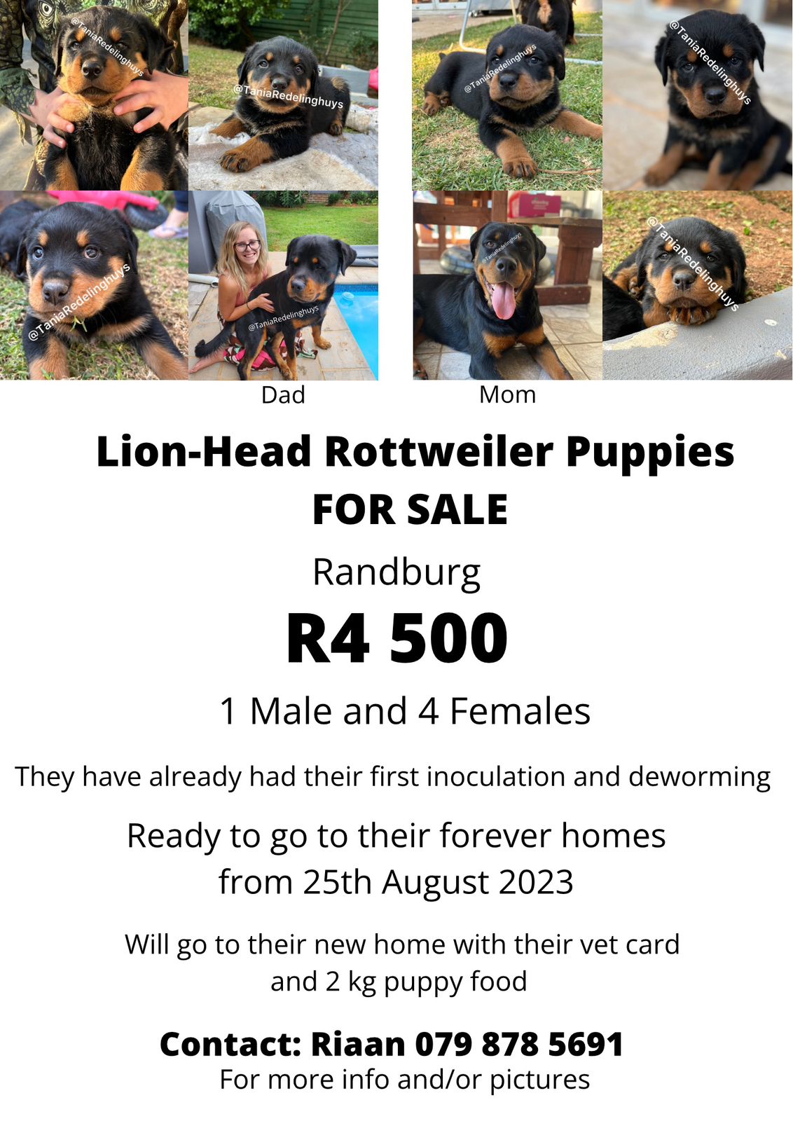 Rottweiler Puppies in Johannesburg (26/08/2023)