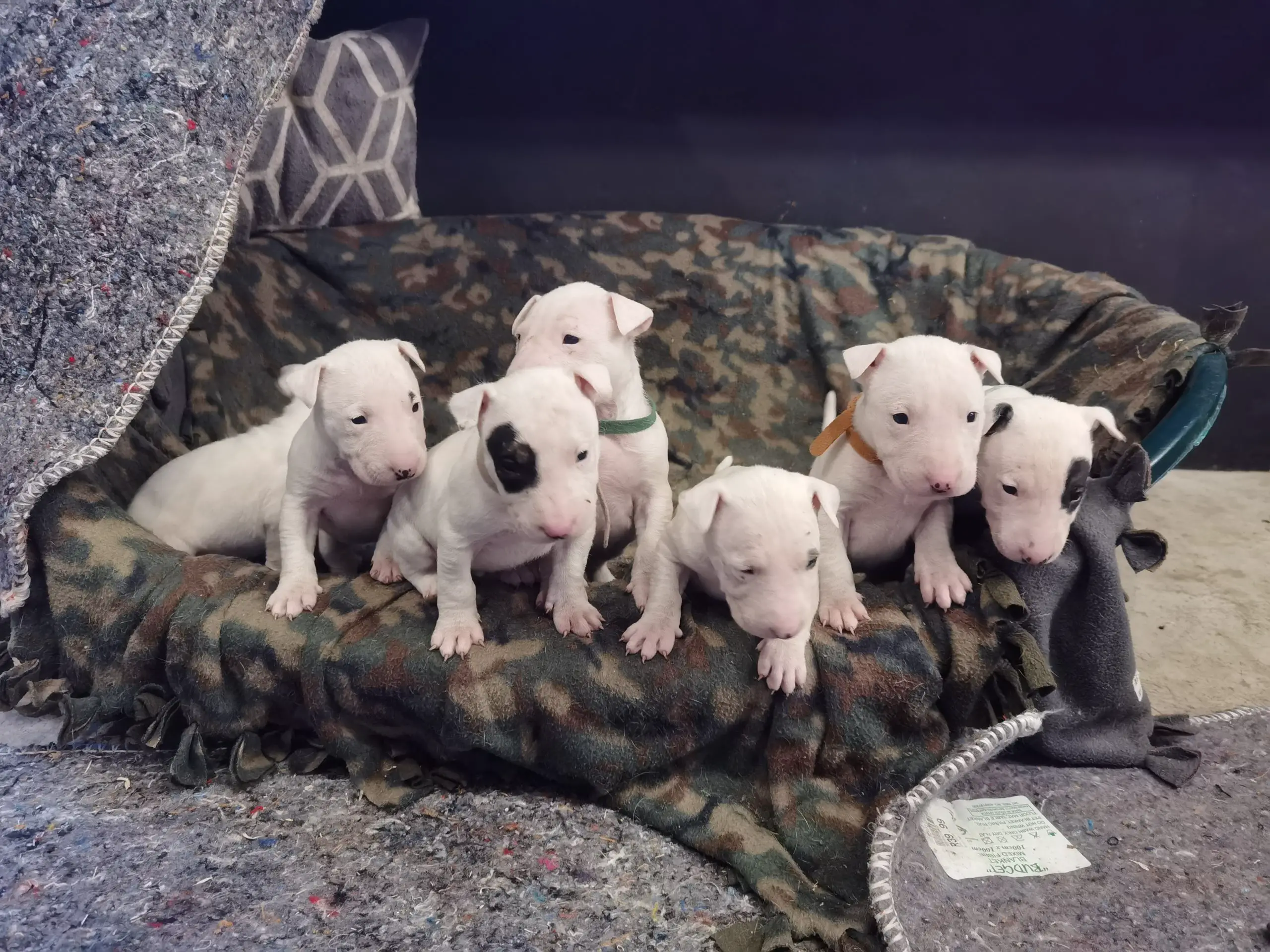 Bull Terrier Puppies in East Rand (10/08/2023)