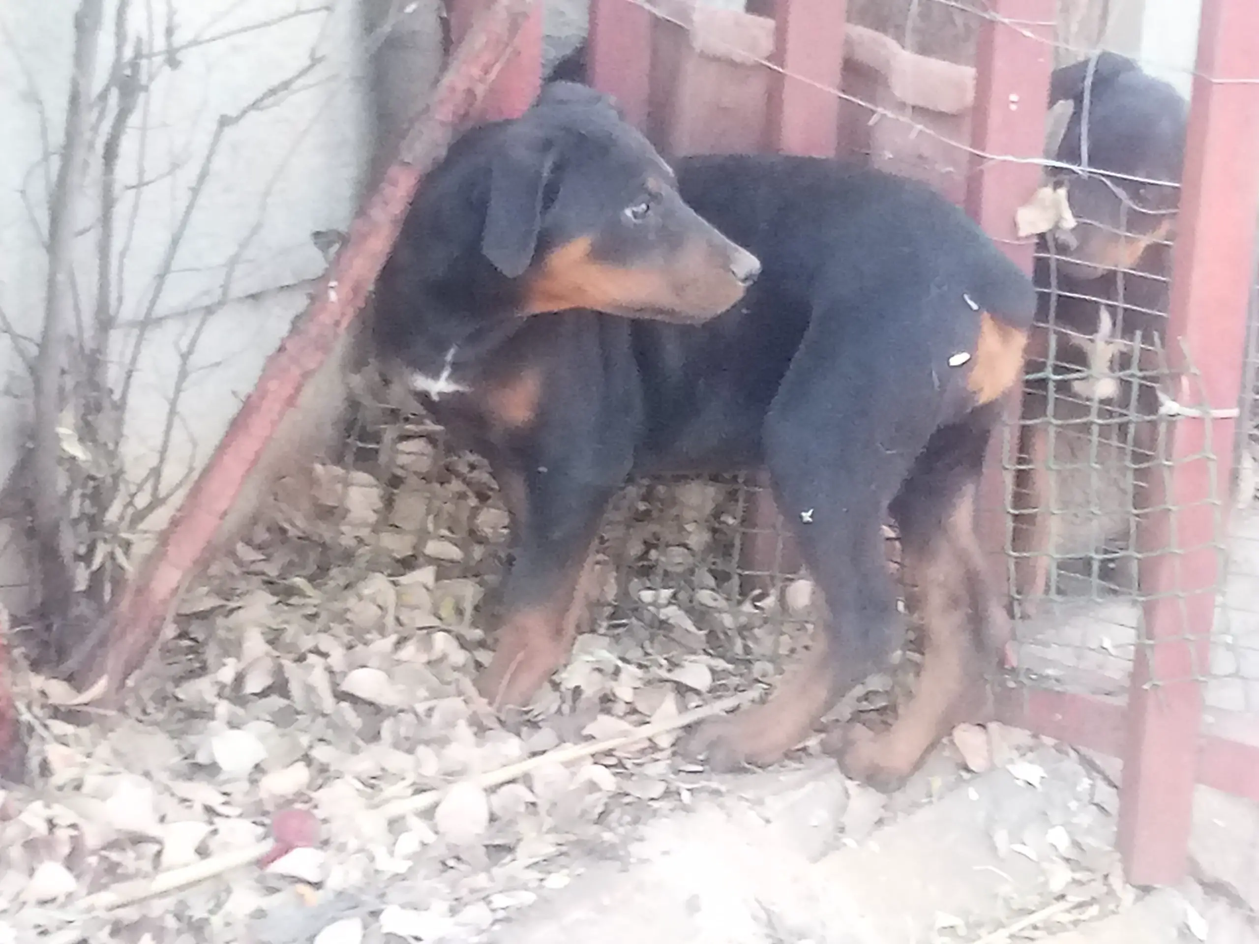 Rottweiler Puppies in Johannesburg (14/08/2023)