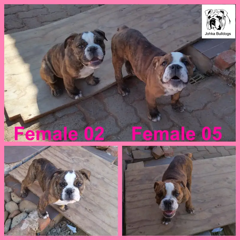 Bulldog Puppies in Bloemfontein (26/08/2023)